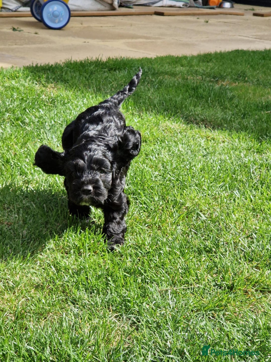 Mixed Breed dogs for sale: Beautiful Cavapoo X puppies - Image 3