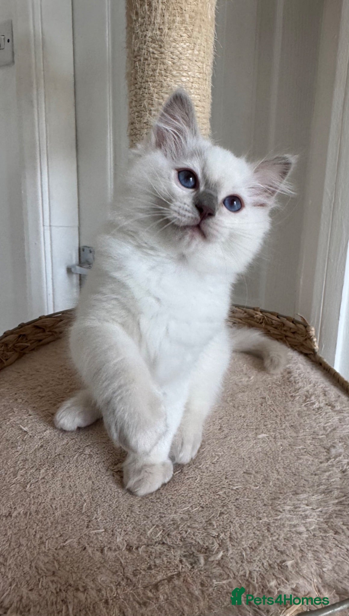 Ragdoll cats GCCF / European bloodline ragdoll kittens  - Advert 2