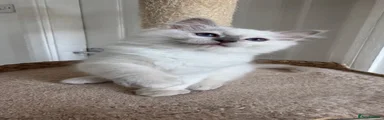 Ragdoll 1