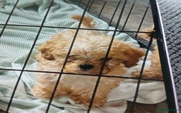 Cockapoo dogs for sale: My small cockpapoo - Image 14
