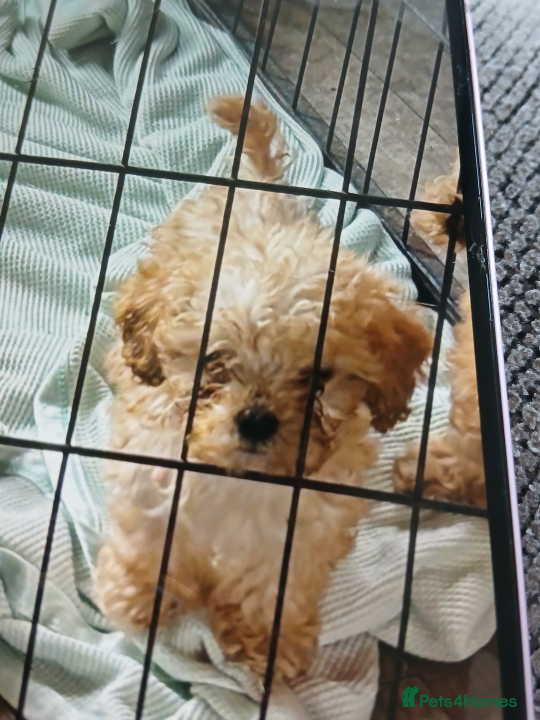 Cockapoo dogs for sale: My small cockpapoo - Image 14
