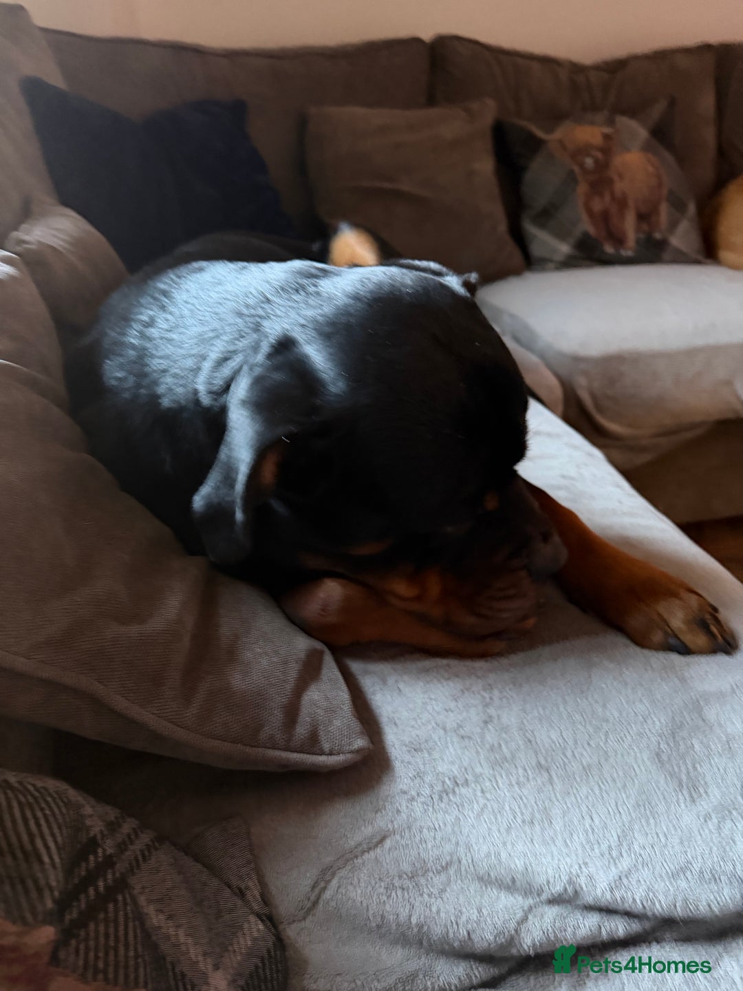 Rottweiler dogs for sale: Rottweiler pup 11 months old male - Advert 5