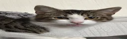 Mixed Breed cats for sale: *£0* 2 cats. Brother and sister  - Advert 17