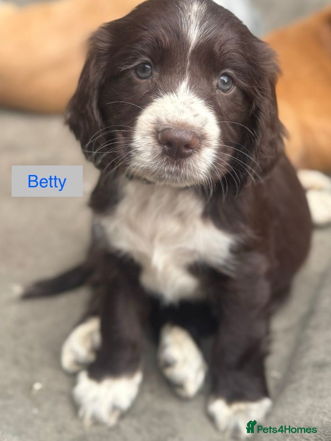 Sprocker dogs for sale: Sprockers 3/4 Cocker spaniel puppies for sale - Image 14