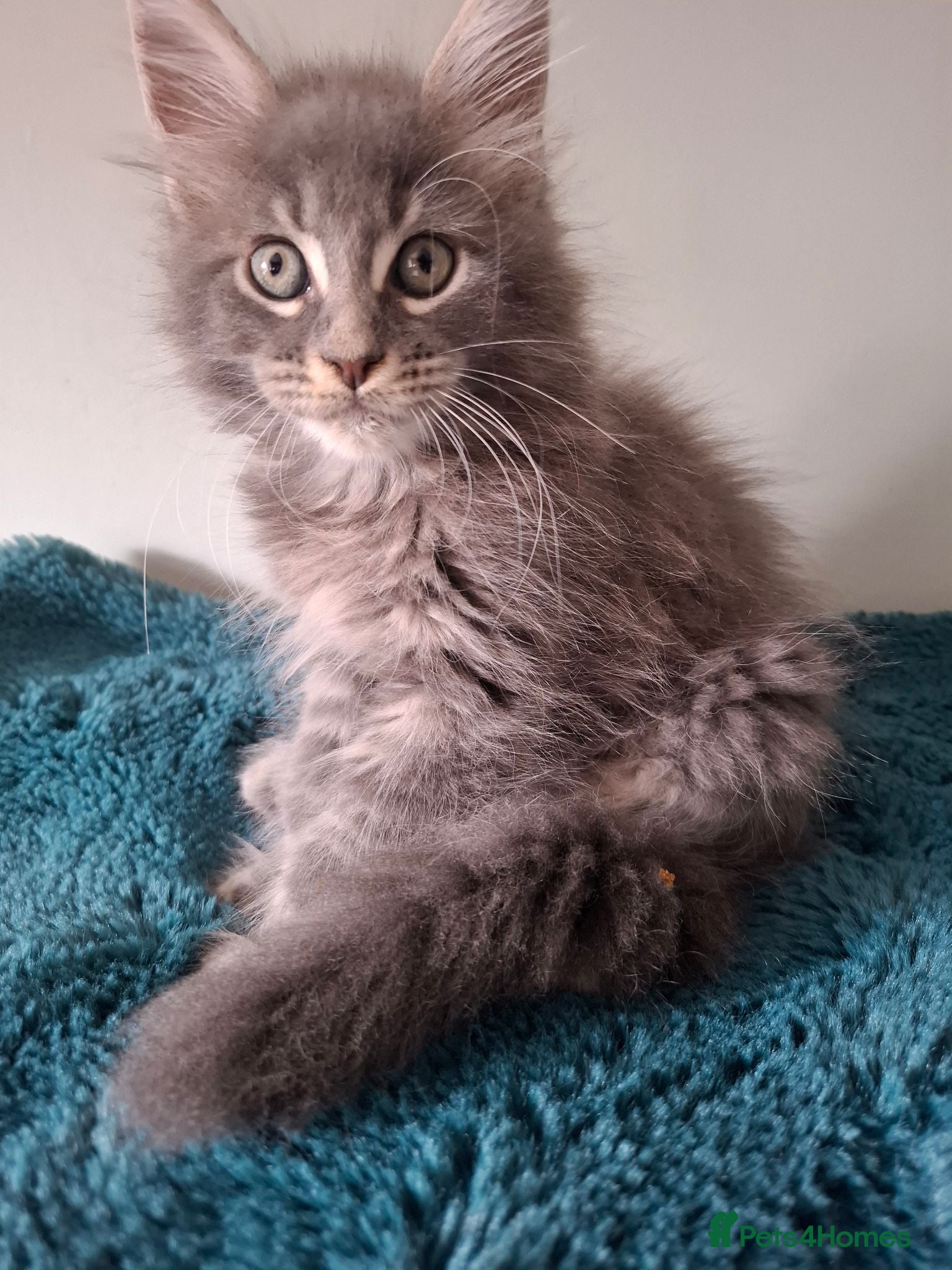Maine Coon cats Tica registered Maine coon kittens - Advert 1