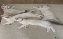 Ragdoll cats for sale: X5 Ragdoll kittens - Image 8