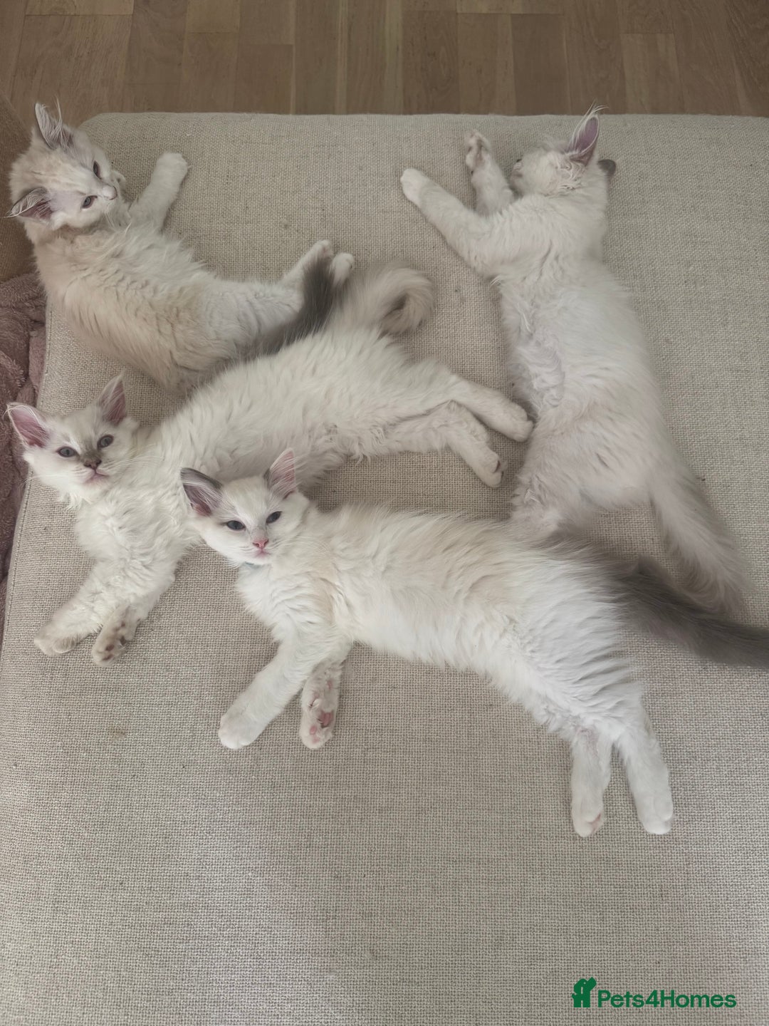 Ragdoll cats for sale: X5 Ragdoll kittens - Image 8