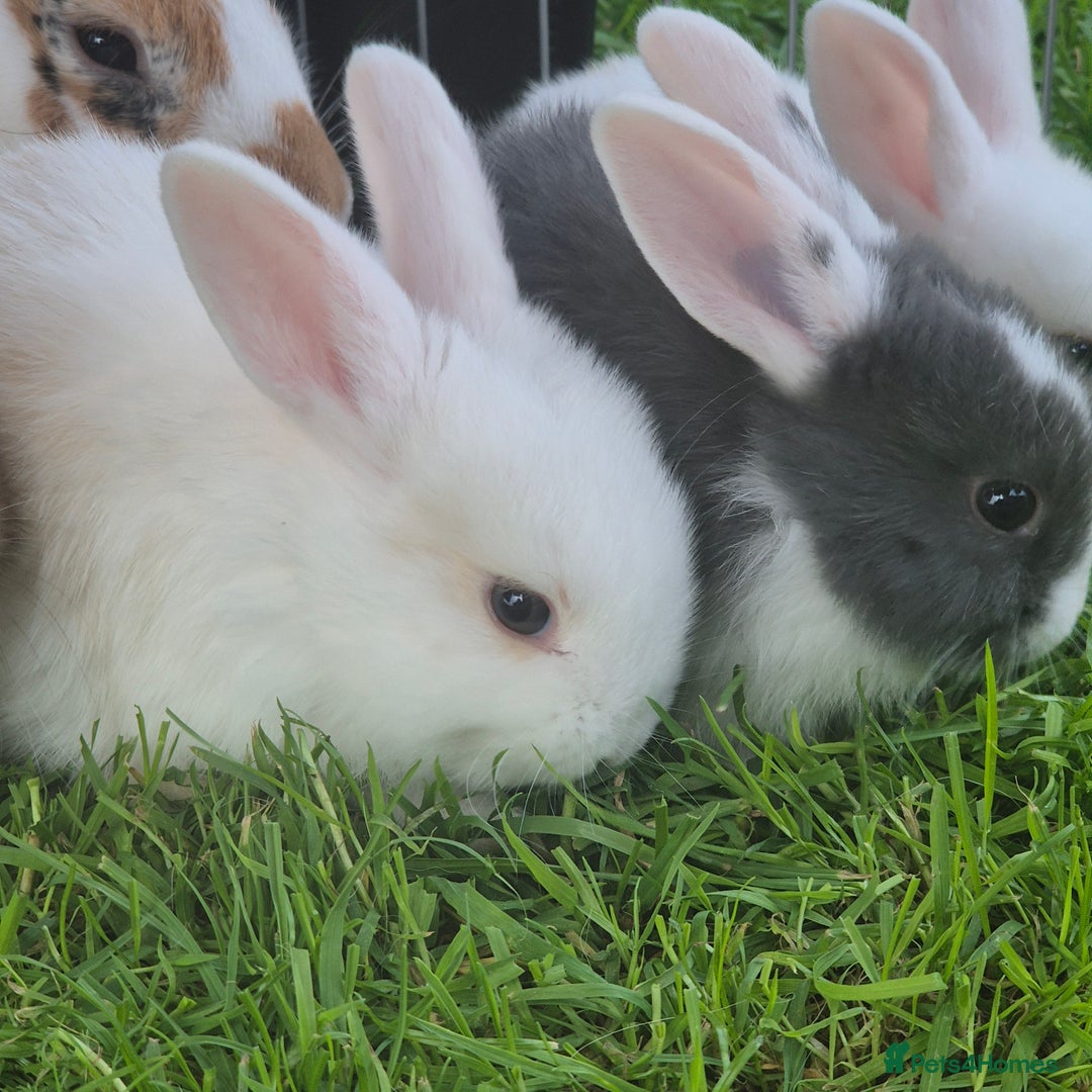 Mini Lop rabbits for sale: Beautiful mini lop cross rex kits  - Image 8