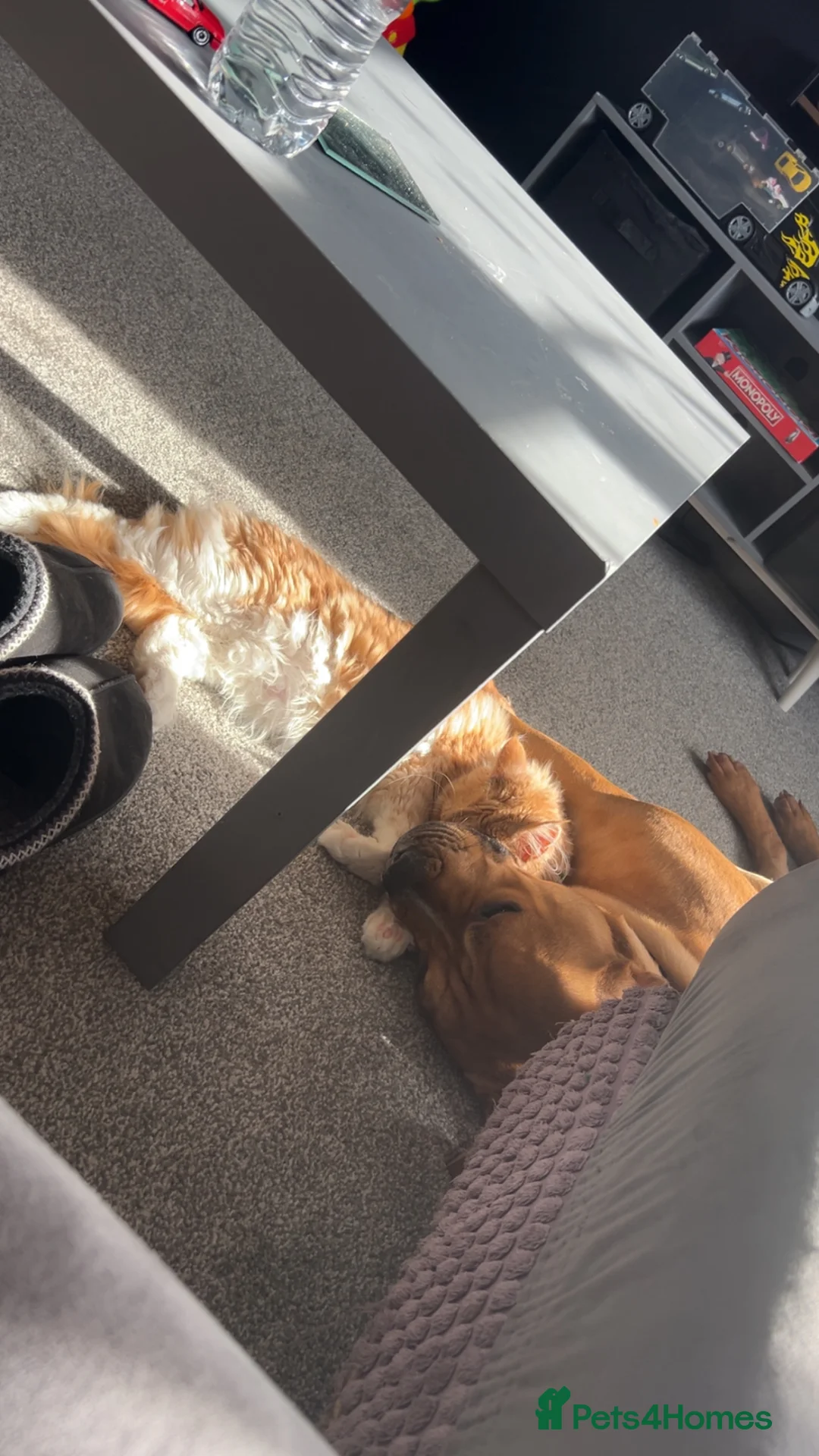 Mixed Breed dogs for sale: Loving mixed breed  – Great with Children and cats in Middlewich - Advert 6