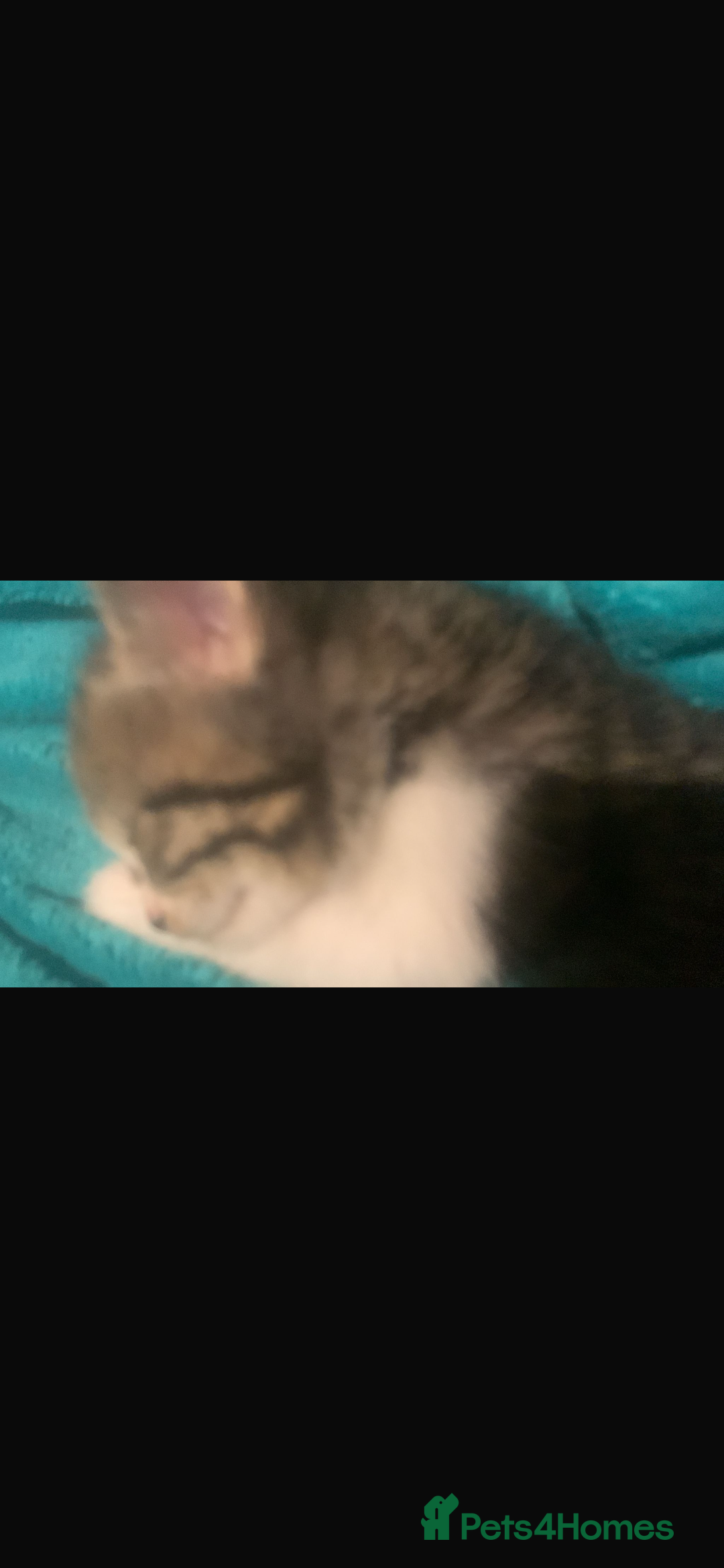 British Shorthair cats for sale: Rare silver tip British shorthair kittens - Advert 15