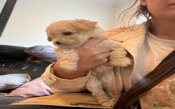Cavapoo dogs for sale: Stunning Cavapoo puppies - Image 13