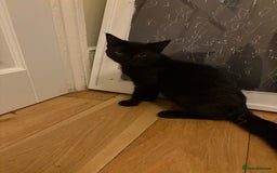Mixed Breed cats for sale: Black cat  - Image 2