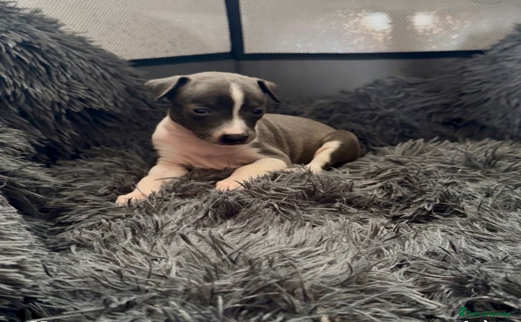 Italian Greyhound dogs - Advert 4