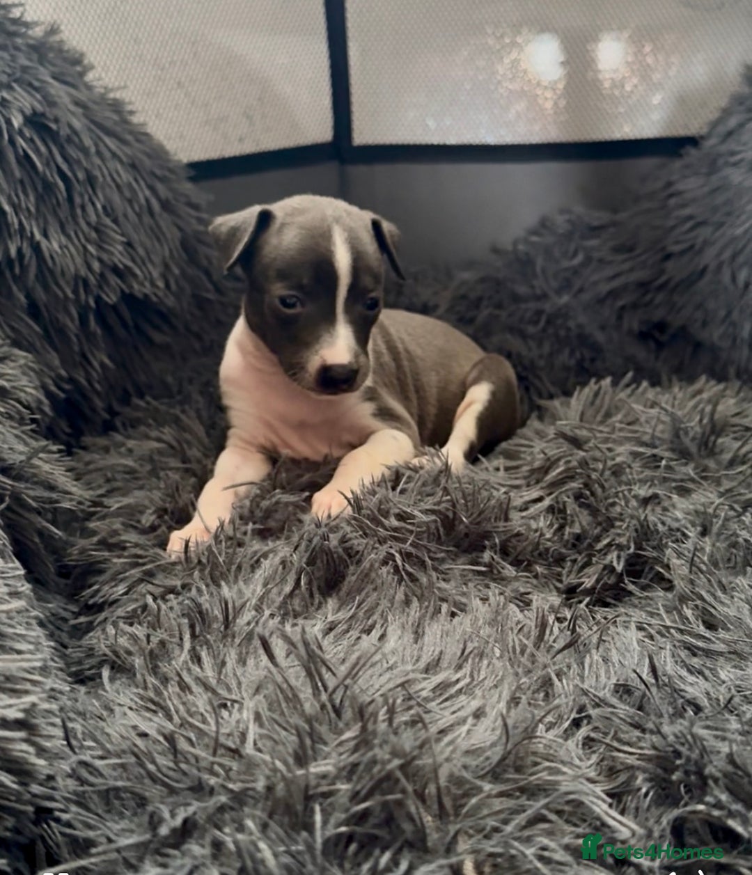 Italian Greyhound dogs for sale: KC registered Italian Greyhounds  - Image 16