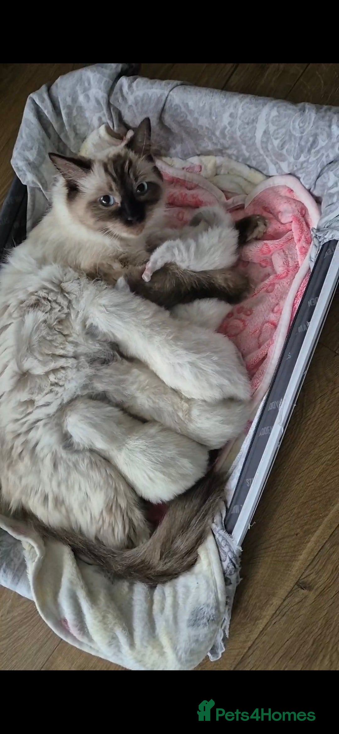 Ragdoll cats for sale: Beautiful Ragdoll Kittens, GCCF & Tica Registered - Image 20