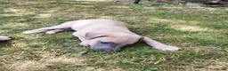 Whippet dogs for sale: Stunning coloured whippet puppies  - Advert 8