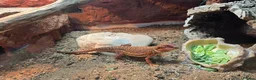 Bearded Dragon reptiles for sale: Red monster bearded dragon plus home  in Withernsea - Advert 2