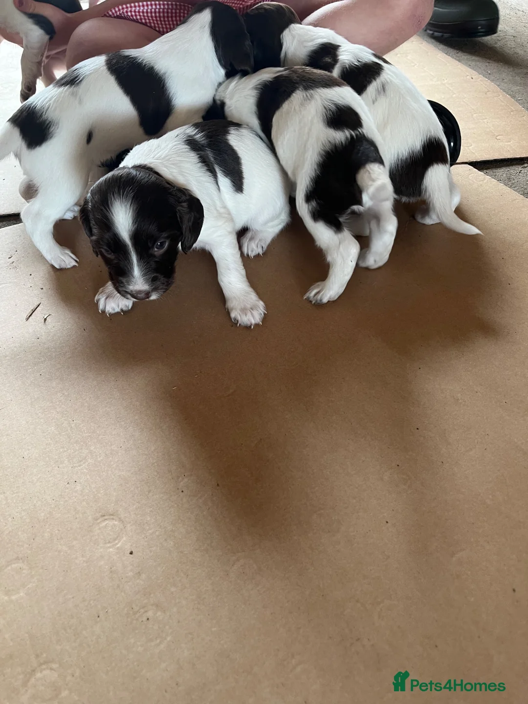 English Springer Spaniel dogs for sale: Springer Spaniel Puppies  in West Linton - Advert 10