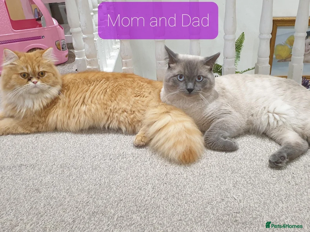 Mixed Breed cats for sale: 6 ragdoll x Persian kittens - Advert 1