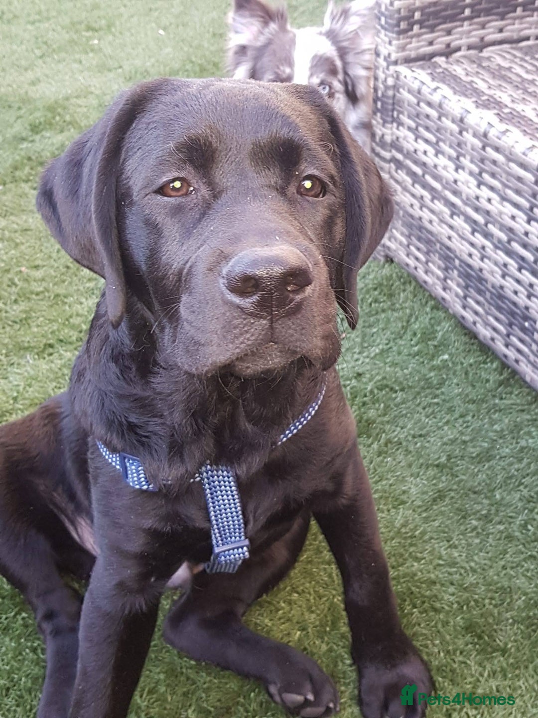 Labrador Retriever dogs for stud: Proven Fully DNA Tested for Stud in Harlow - Image 16