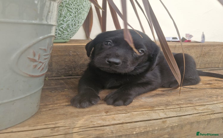 Labrador Retriever dogs - Advert 1