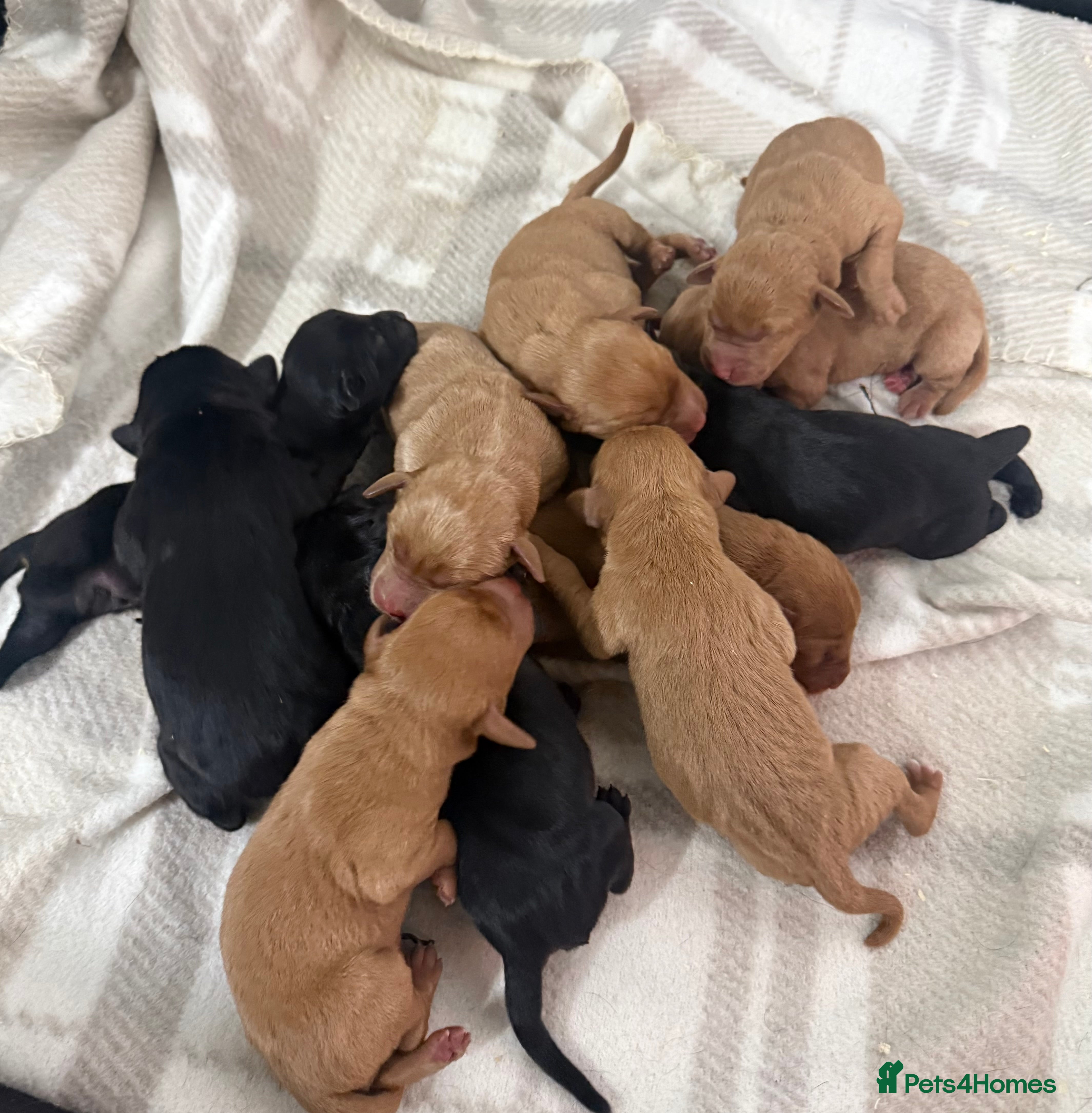 Labrador Retriever dogs Stunning KC Black and Red Labrador Puppies  - Advert 17