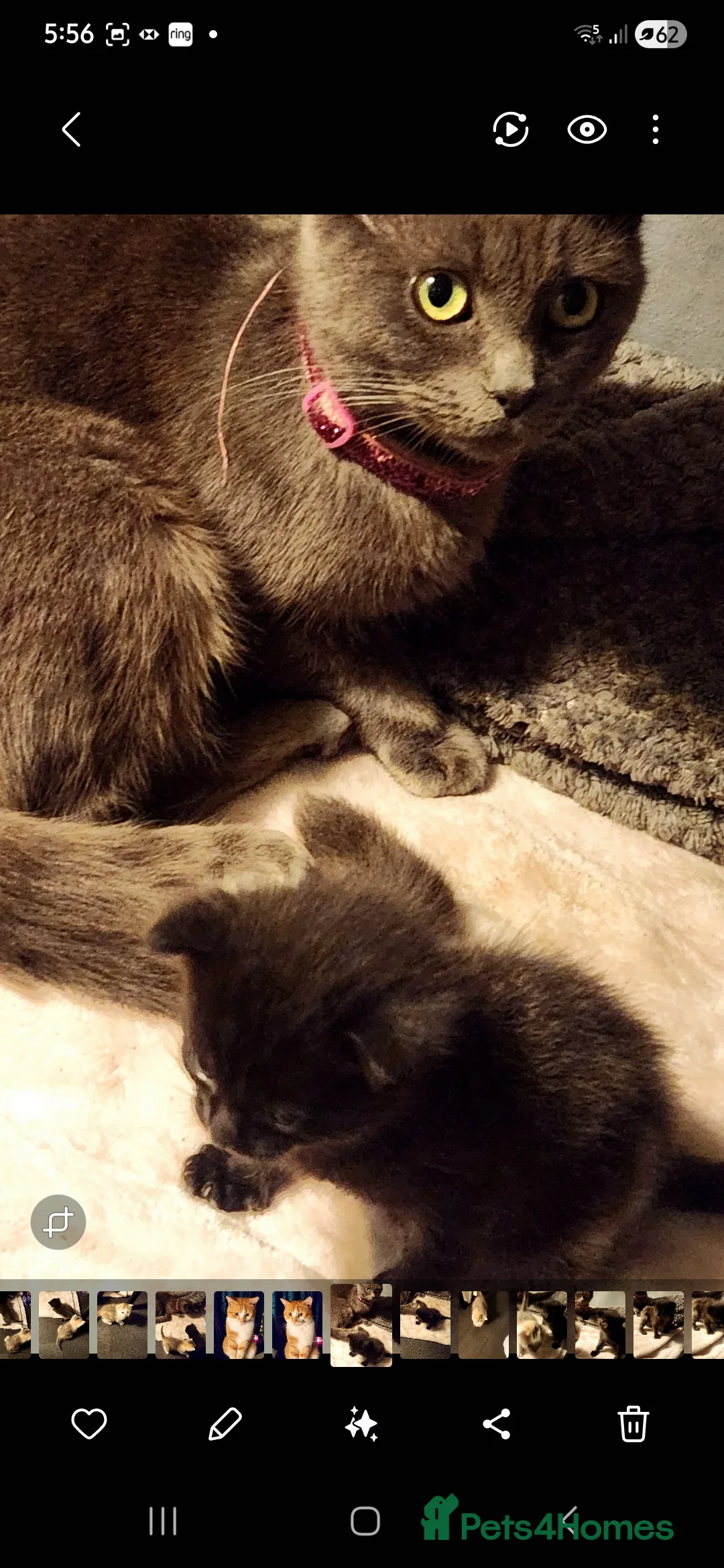 British Shorthair cats for sale: 2 beautiful kittens looking for forever home  - Advert 2