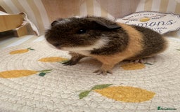Guinea Pig rodents for sale: Teddy guinea pigs  - Image 9