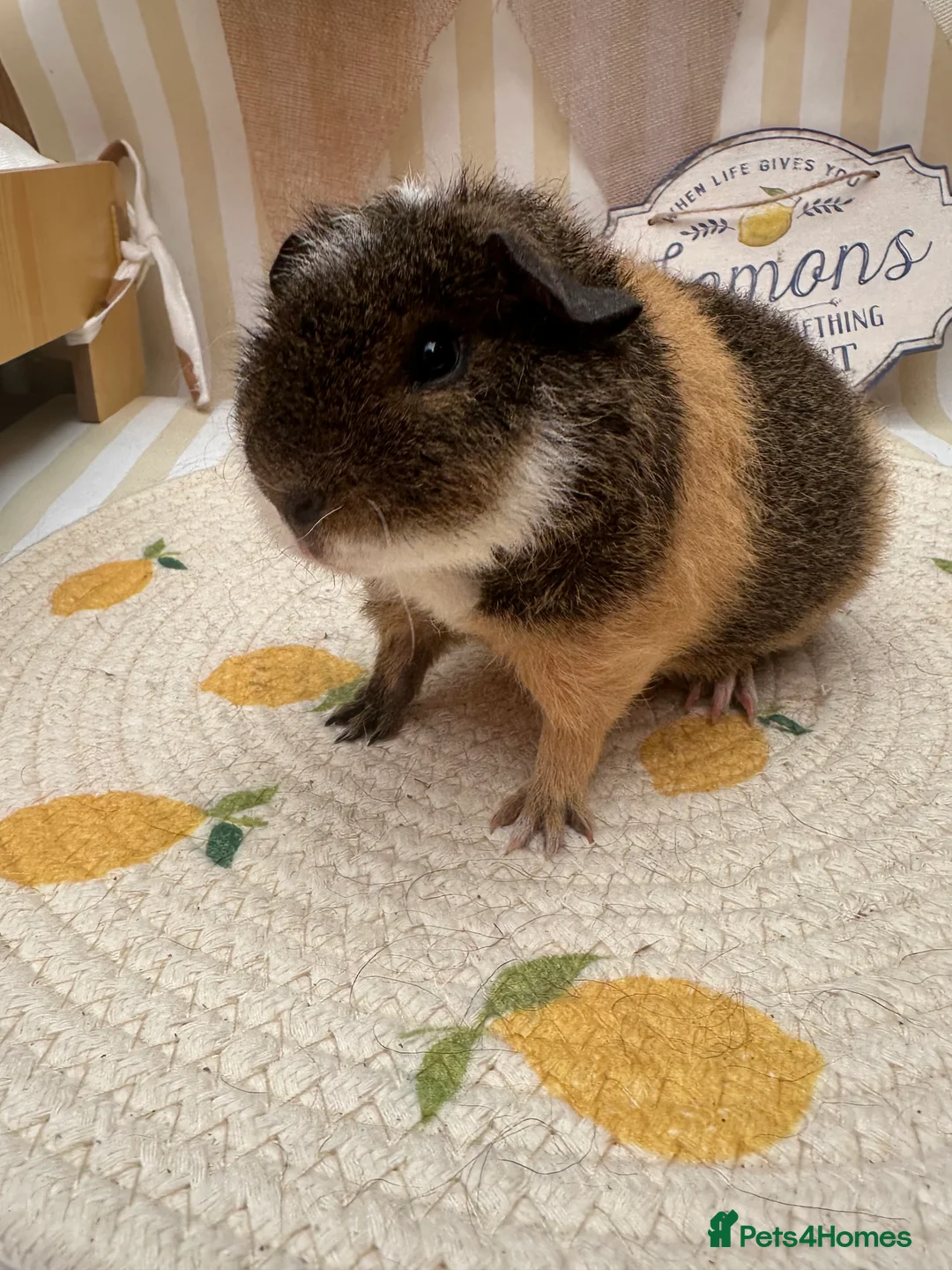 Guinea Pig rodents for sale: Teddy guinea pigs  - Advert 9