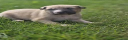 Mixed Breed dogs for sale: Lurcher puppies - Advert 2