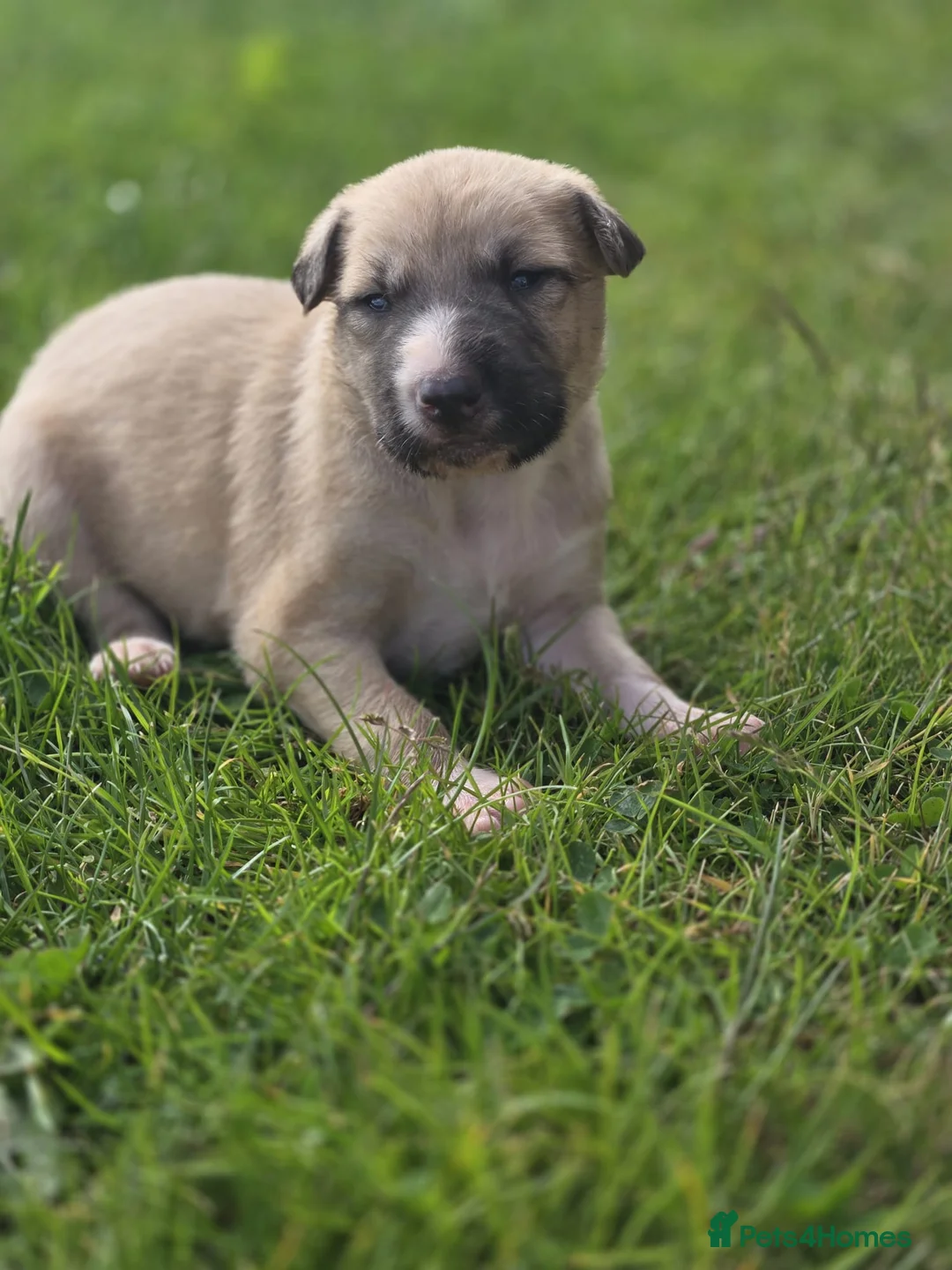 Mixed Breed dogs for sale: Lurcher puppies - Advert 2