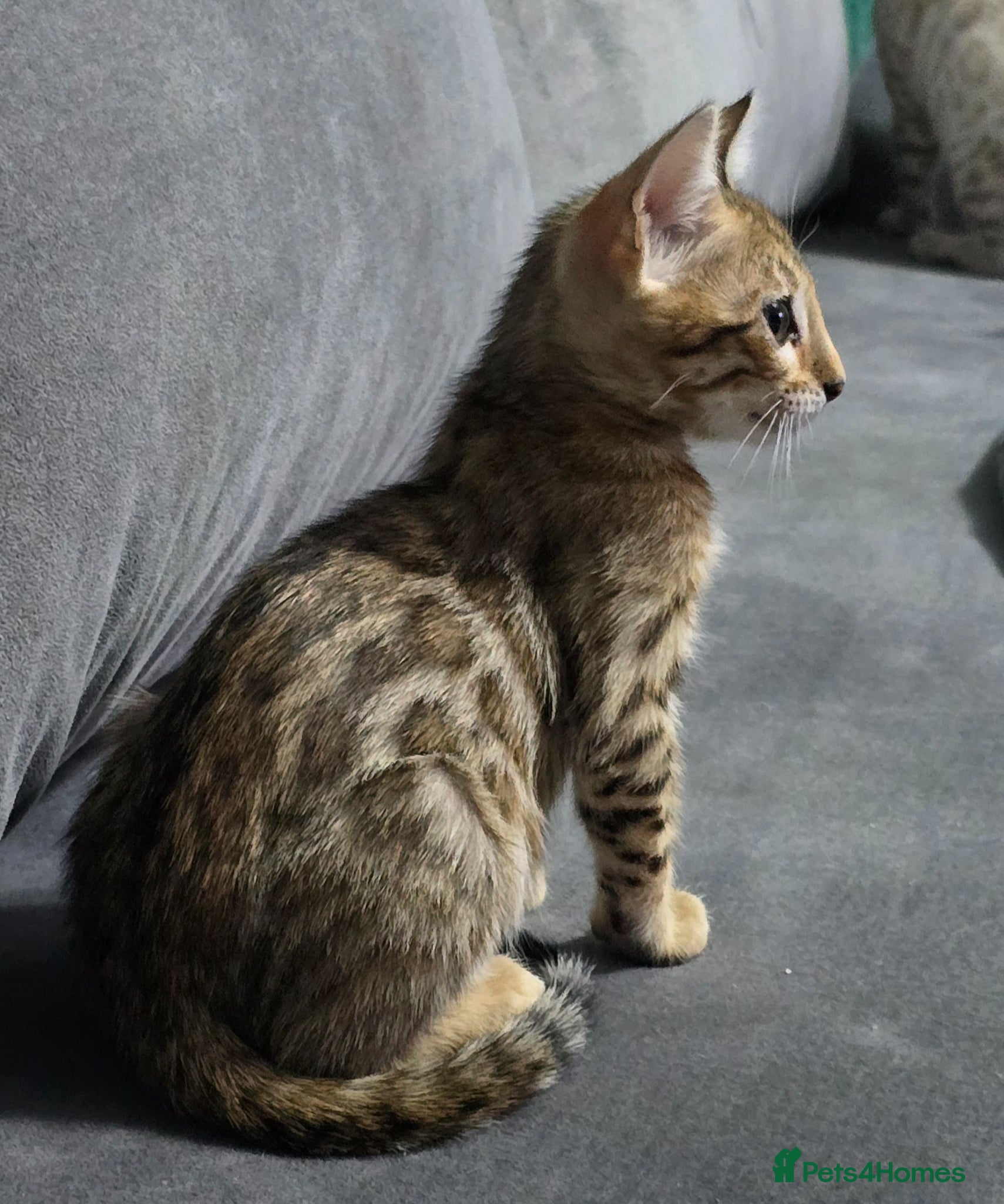 Bengal cats Ready from middle May🔥 TICA boy and girl left - Advert 1