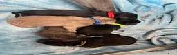 Labrador Retriever dogs for sale: 🐶 KC LABRADOR PUPPIES 🐶 - Advert 13