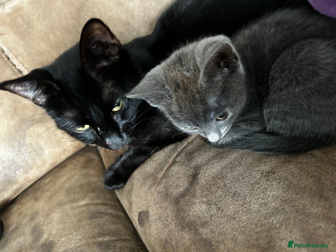 British Shorthair cats for sale: Mother of 2 Kittens Available to buy - Advert 15