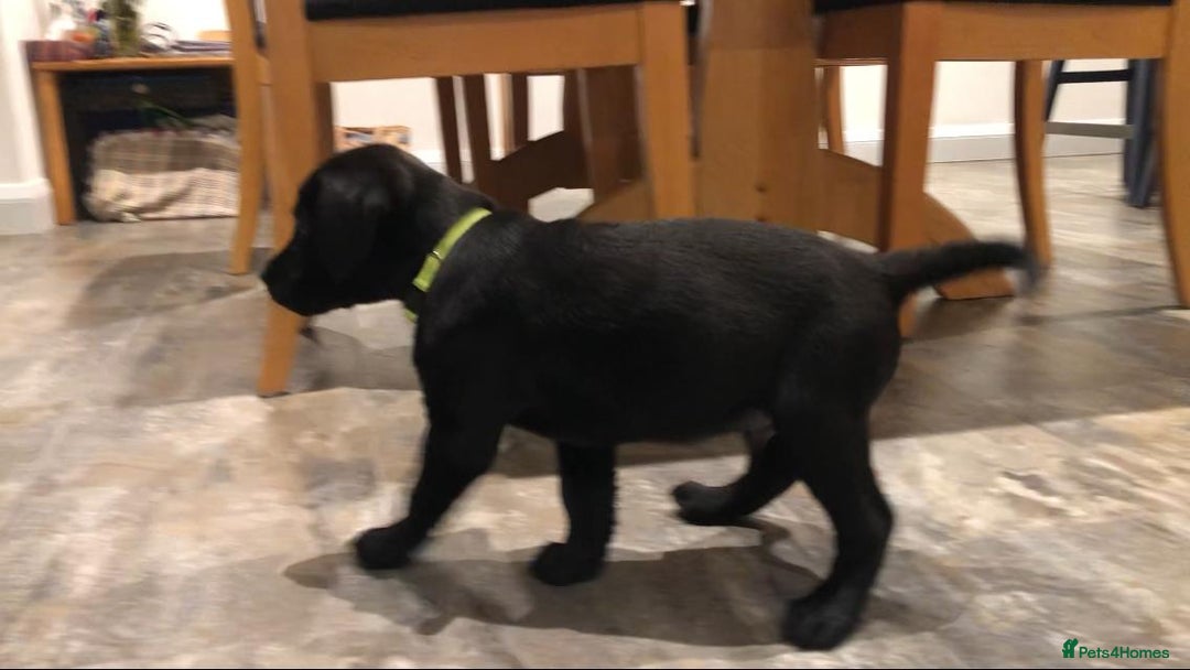 Labrador Retriever dogs for sale: Labrador Puppies for Sale - ready 28th September - Image 8