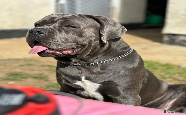 Cane Corso dogs - Advert 13