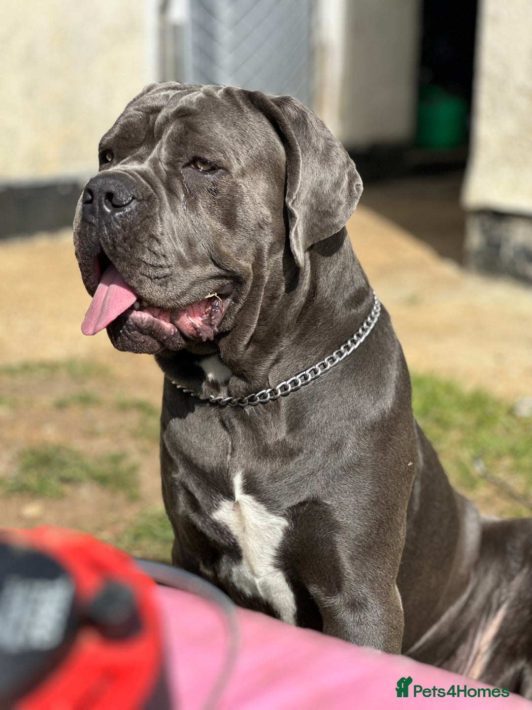 Cane Corso dogs for sale: Cane corso - Image 1