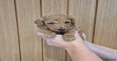 Standard Poodle dogs KC Registered Standard Poodles - Advert 8