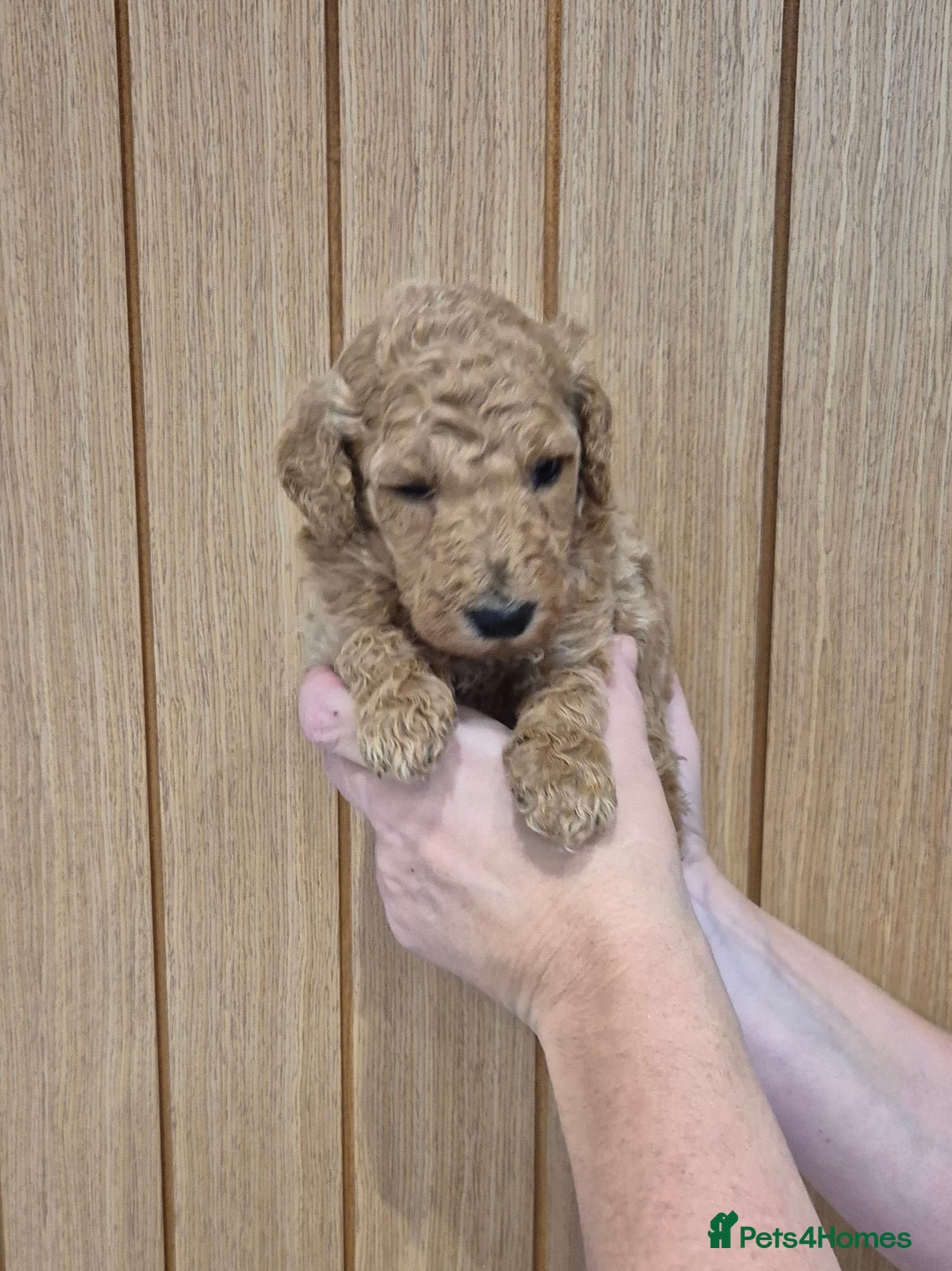 Standard Poodle dogs for sale: KC Registered Standard Poodles - Advert 5