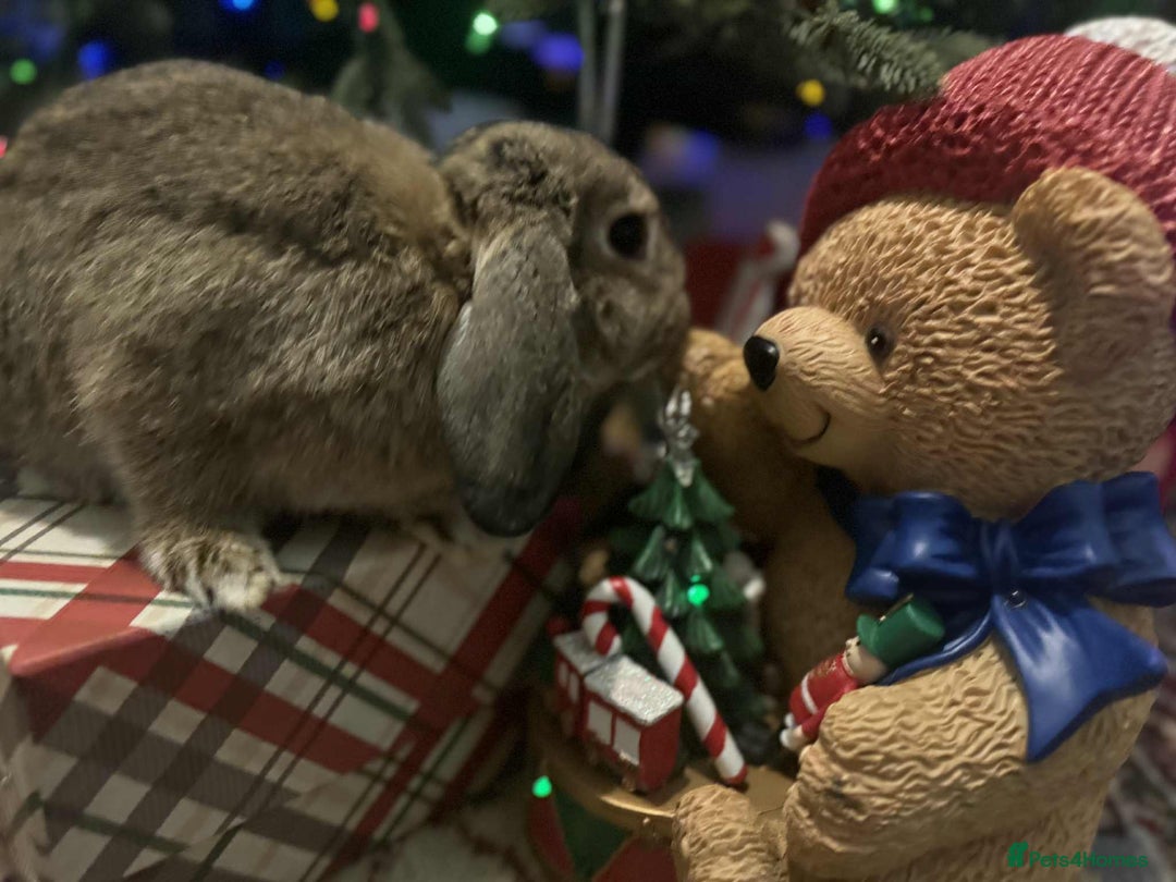 French Lop rabbits for sale: French lops and lion heads  - Advert 21