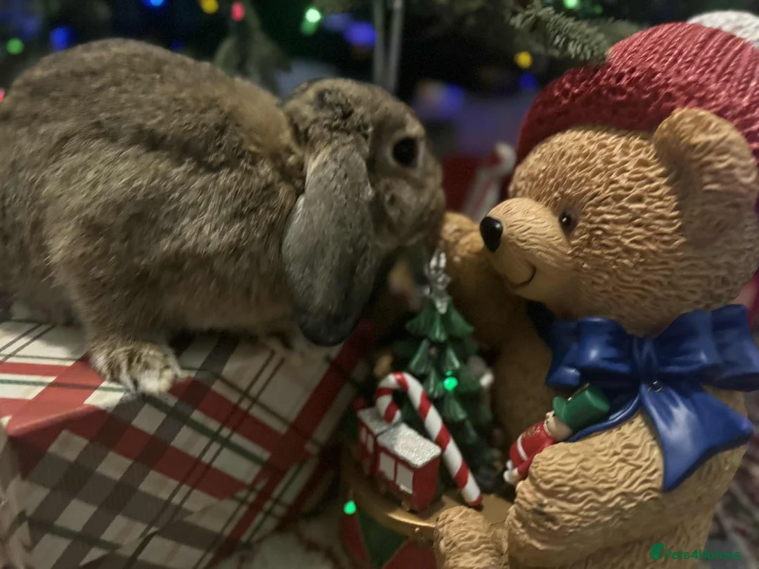 French Lop rabbits for sale: French lops and lion heads  - Advert 21