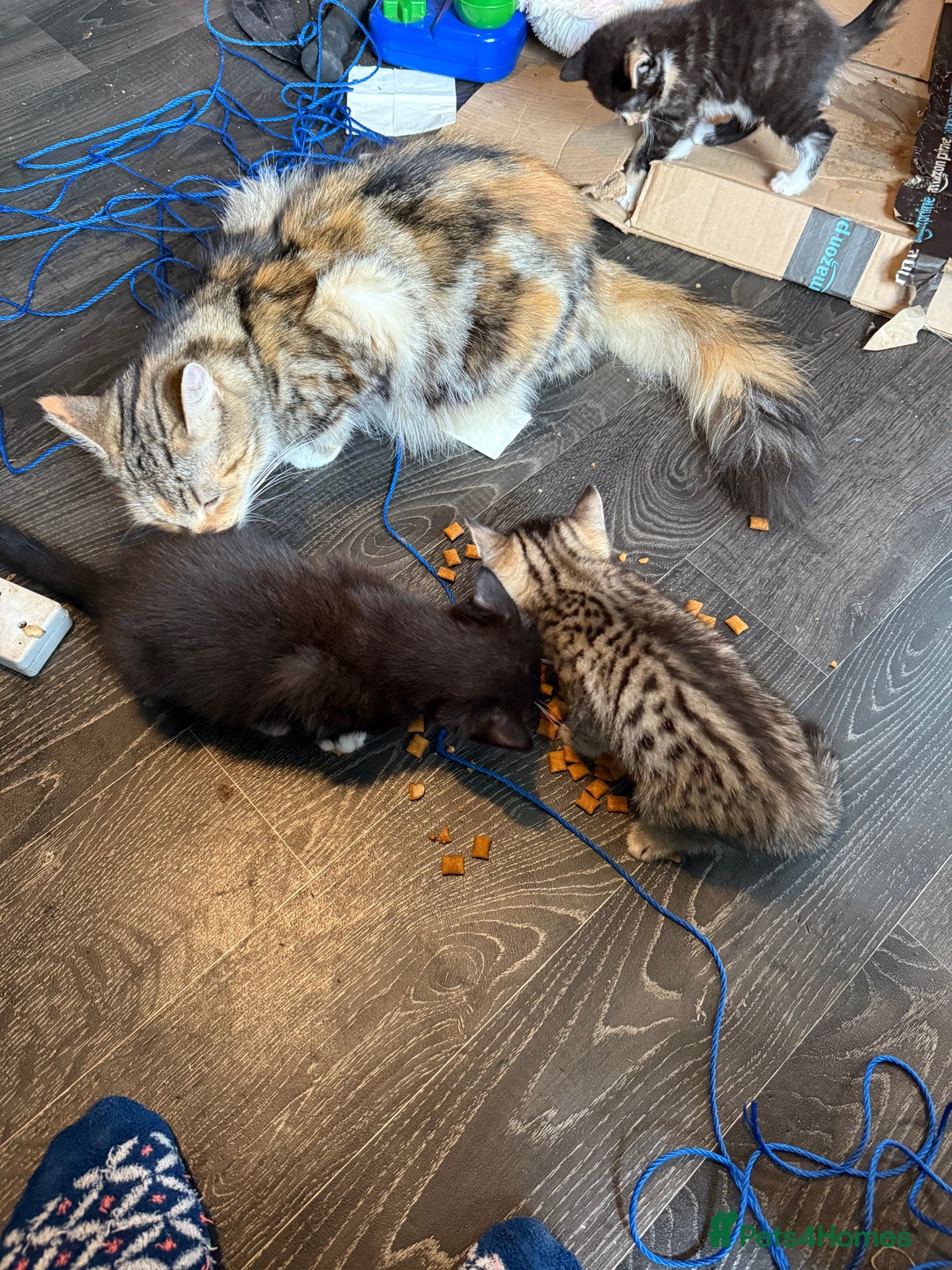 Savannah cats for sale: 3 beautiful kittens  - Image 4