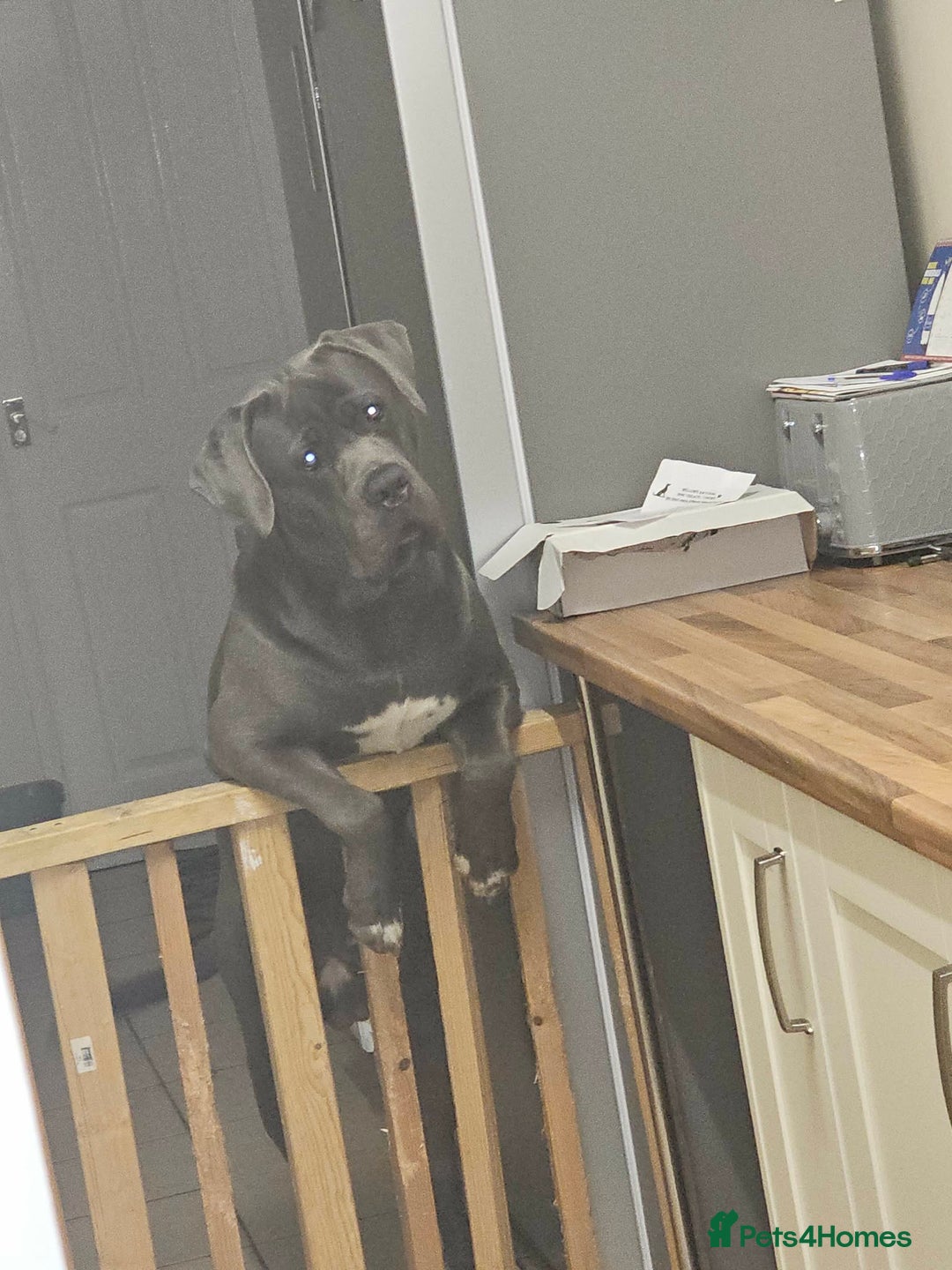 Cane Corso dogs for stud: cane corso for stud - Advert 2