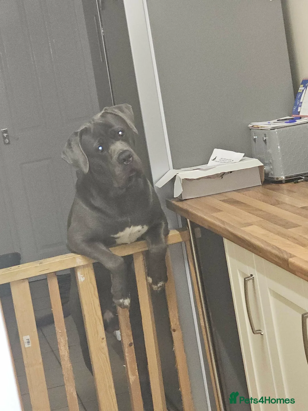 Cane Corso dogs for stud: cane corso for stud - Advert 2