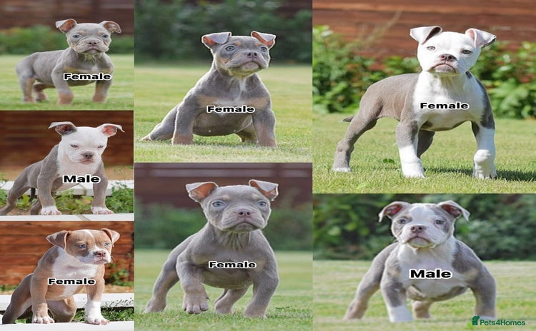 Old Tyme Bulldog dogs - Advert 11