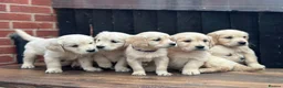 Golden Retriever dogs for sale: *OUTSTANDING* Golden Retriever Puppies  - Advert 12