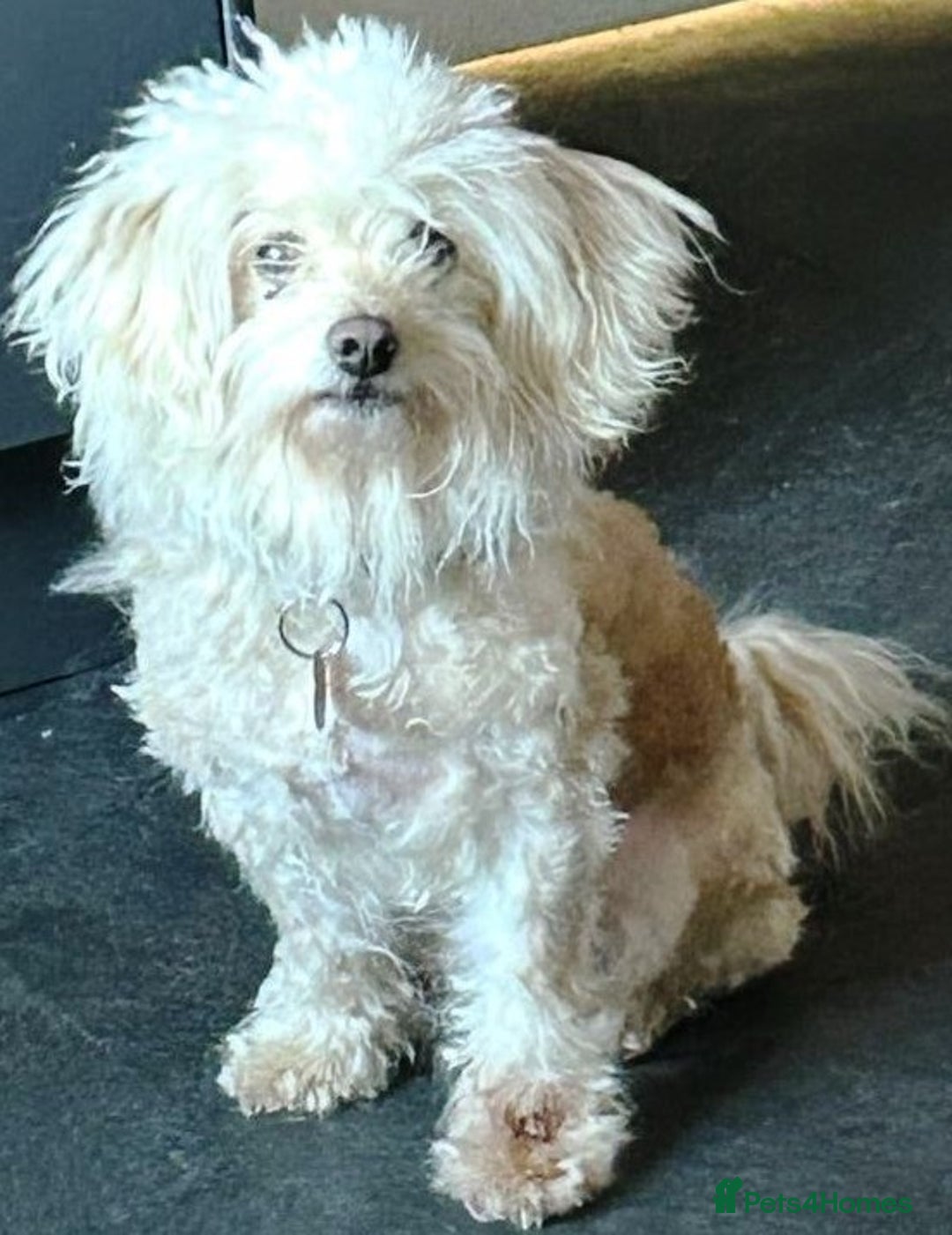 Mixed Breed dogs for adoption: A Sensitive Soul Looking for His Safe, Loving Home - Advert 1