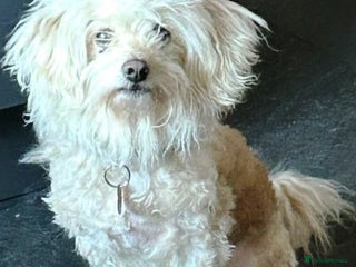 Mixed Breed dogs A Sensitive Soul Looking for His Safe, Loving Home - Advert 1