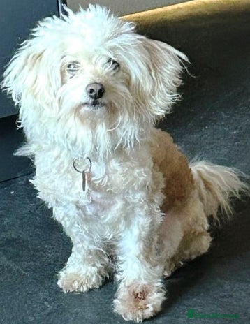 Mixed Breed dogs A Sensitive Soul Looking for His Safe, Loving Home - Advert 1