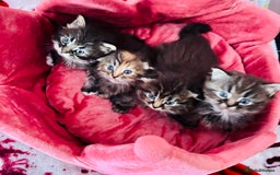 Scottish Fold cats for sale: Gorgeous Scottish Fold long hair - Image 7